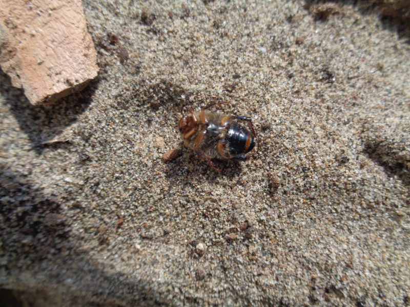 Rutelidae: Anomala devota